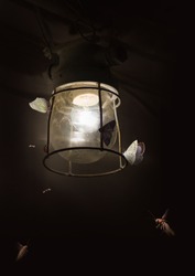 Butterflies and old lamp
