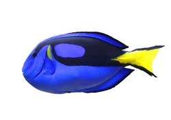 A blue tang fish on a white background