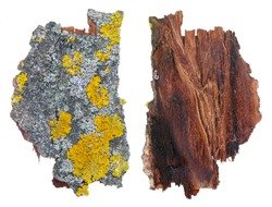 Fragment of natural european forest  gray and yellow moss and  lichen  plant on aspen tree bark.  Isolated on white studio macro  shot