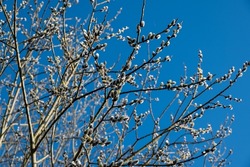 Willow twigs against a blue sky in spring.