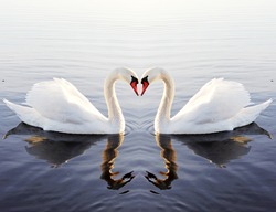 	Swan`s heart.