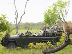 Side view of tourists in jeep looking at cheetah lying on log