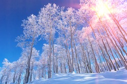 Snow Covered Forest