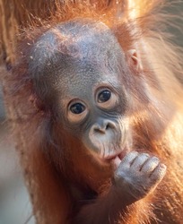 Frontal Close-up view of a young Orangutan