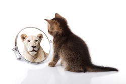 kitten with mirror on white background. kitten looks in a mirror reflection of a lion