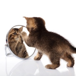 kitten with mirror on white background. kitten looks in a mirror.