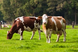 Cows on meadow.Grazing calves