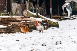 A beautiful domestic hen and a rooster walk in the Park on a winter day.