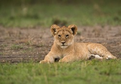 Lion cub resting on green grass at Masai Mara, Kenya