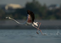 A Greater Flamingo takeoff at Eker creek, Bahrain