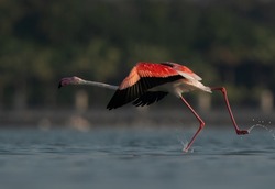 Greater Flamingo running to takeoff at Eker creek, Bahrain