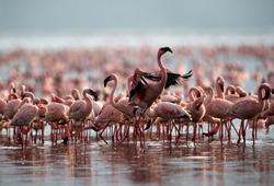 A flock of Lesser Flamingos, Bogoria lake, kenya