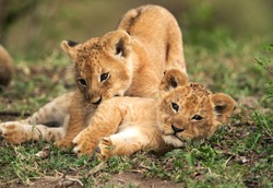 Lion cubs playing in the grasses, Masai Mara