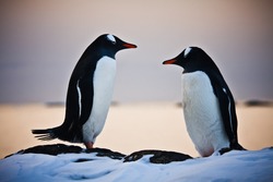 two identical penguins resting on the stony coast of Antarctica