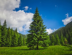 Bright summer landscape alone tender pine-tree in front of the rows of pines in the heart of the Carpathians mountains. Blue Ukrainian sky with rain clouds. Wild nature. Calming countryside scene.