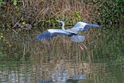 Grey heron in flight over water