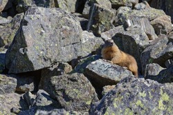 A groundhog watches the surroundings from the rocks