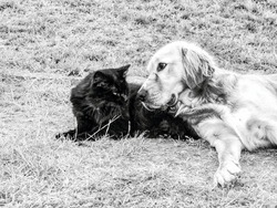 Golden dog play with black cat in the green grass. Friends play and caress. BW, Black and white,