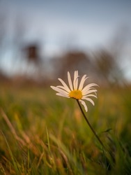 Daisy blossom, spider web and sunset sun flares. Amazing white wild flower in meadow on sunset background, romantic walk.