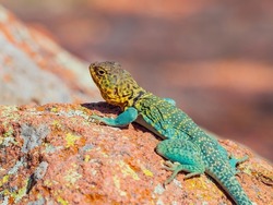 Sunny view of the Common collared lizard in The Holy City of the Wichitas at Oklahoma