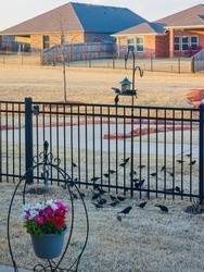 Close up shot of many cowbird in backyard seeking for food at Oklahoma