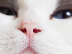 Nose of a cat with blue eyes in the background