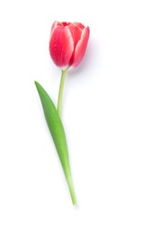 Red tulip flower.  Easter or Valentine's day greeting card. Isolated on white background