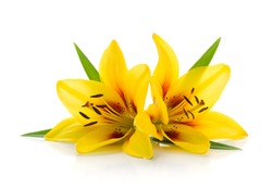 Two yellow lily. Isolated on white background