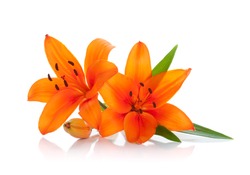 Two orange lily. Isolated on white background