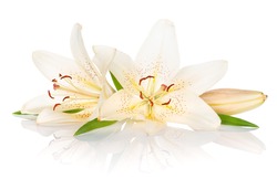 Two white lily flowers. Isolated on white background