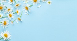Chamomile garden flowers on blue background. Top view flat lay with copy space