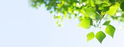 Tree branch with leaves in front of blue sunny sky. Summer background with copy space