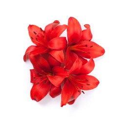 Red lily flowers. Isolated on background