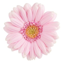 Pink gerbera flower. Isolated on white background