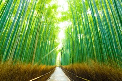 Early morning people walking through tall tree line road of Arashiyama Bamboo Grove in Kyoto, Japan