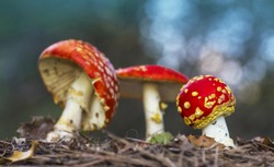 red mushrooms