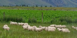 Sheep grazing in field, Longridge North, Southland, New Zealand