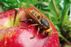 Wasp on the red apple