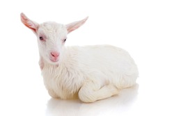 small white  goat on a white background , isolated