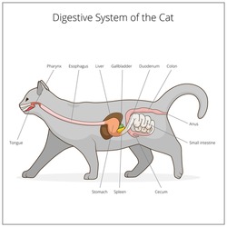 Digestive system of the cat vector illustration