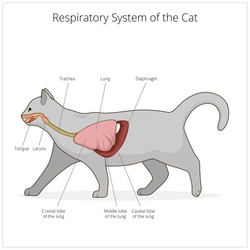 Respiratory system of the cat vector illustration
