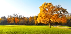 Panorama. Lonely beautiful autumn tree. Autumn Landscape.