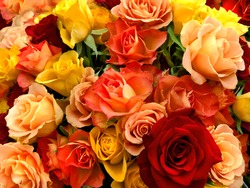 A bouquet of multicolored roses. Floral pattern.