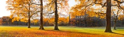 The bright colors of autumn trees. Dry leaves in the foreground. Autumn landscape. Panorama.