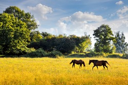 Horses graze in the meadow. Summer landscape.