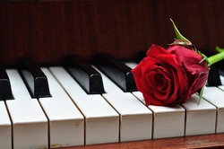 A red rose on top of piano keys