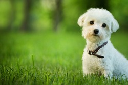 cute maltese dog sitting in grass