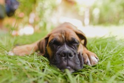 Cute boxer puppy sleeping in grass
