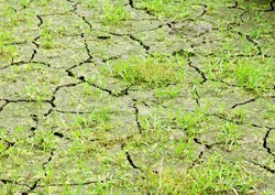 Green grass on cracked earth