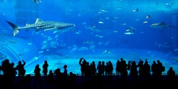 Giant whale shark in Aquarium